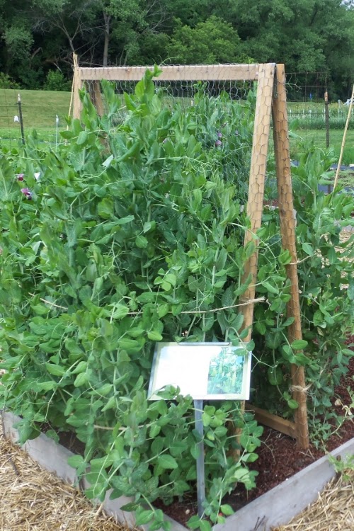 The Best Trellis Designs Organic_Gardening