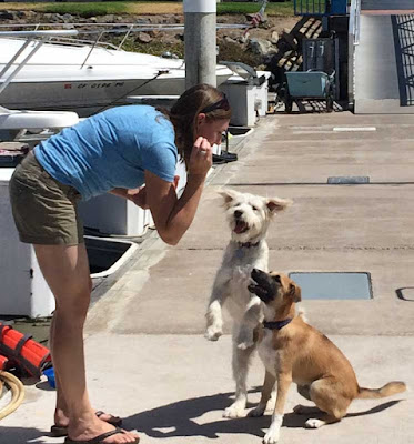 dogs on the dock dogs on a sailboat