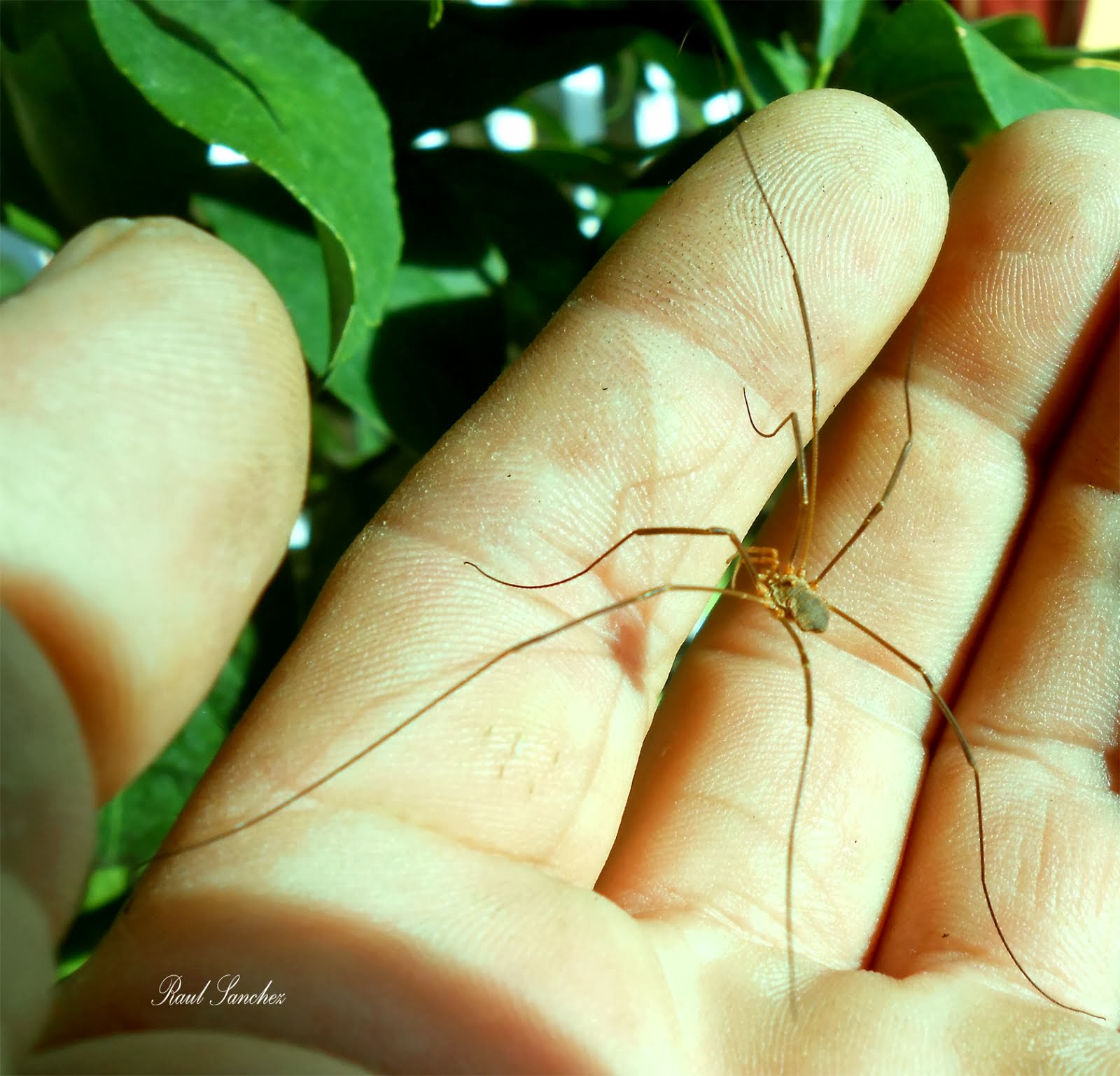 Opiliones  ( Murgaños o Segadores )