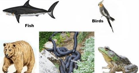 Seneca School - Year 1 - Science / English: The animal kingdom