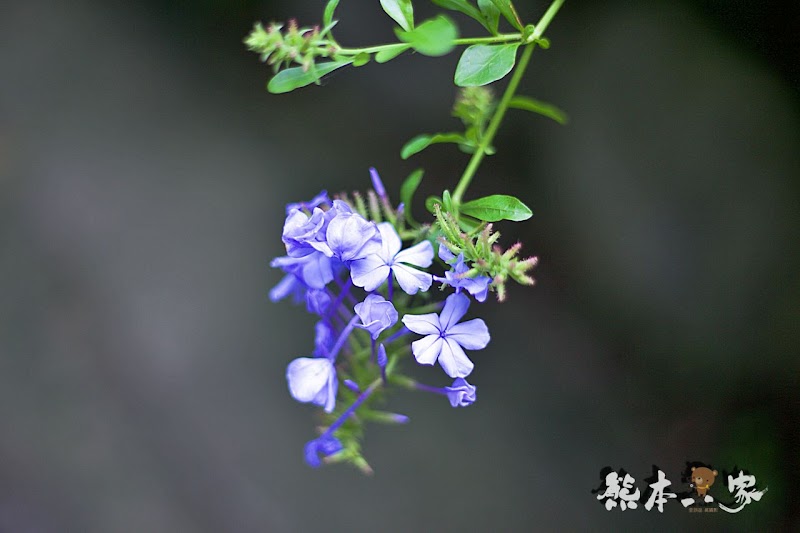 苗栗飛牛牧場|飛牛廣場、牧場工房、庭園木屋、牧場原憩、童玩區|園區環境