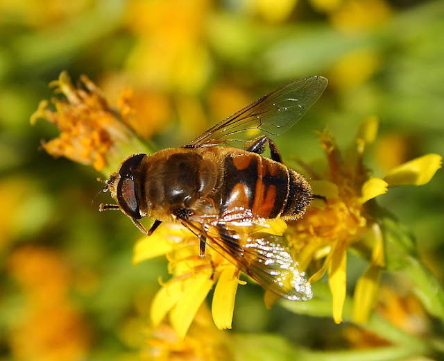 Hoverfly