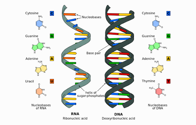 DNA : Definition, Structure, Function and Replication - Science Shape