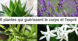 6 Plantes à faire pousser dans votre chambre qui peuvent améliorer considérablement votre santé  