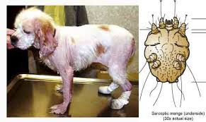 Kami Jual Obat Kutu Anjing Dan Kucing Obat Alternatif Dari