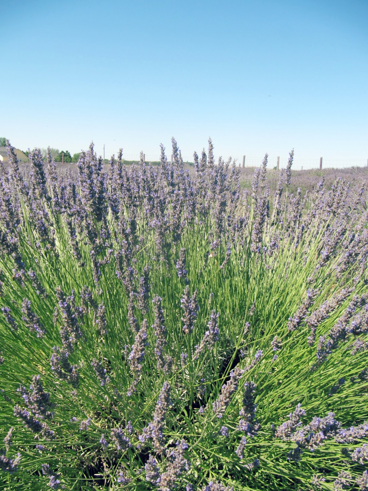 Dried Lavender — Fox Meadow Flower Farm