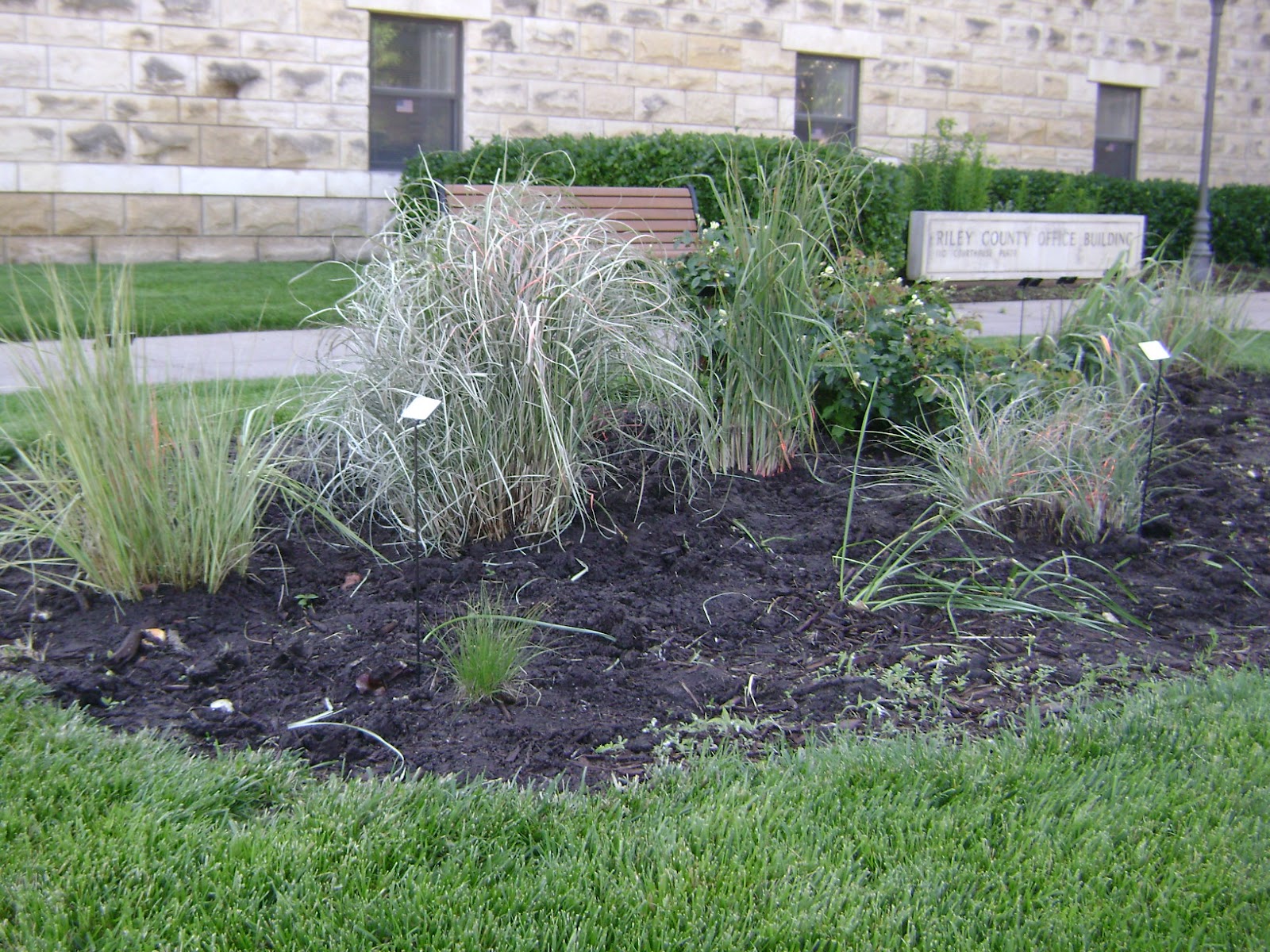 Riley County Extension Blog Ornamental Grass Bed