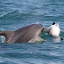 Ραγίζει καρδιές το θηλυκό δελφίνι που κουβαλάει το νεκρό μωρό του στην πλάτη στα νερά του Αμβρακικού - Αρνείται να το εγκαταλείψει και συγκλονίζει... [photos+video]