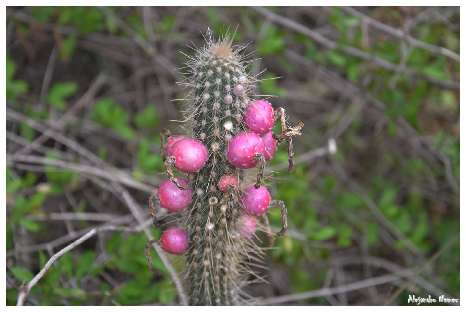 FOTOGRAFOS DE NATURALEZA CACTUS FOTOGRAFOS DE NATURALEZA CACTUS