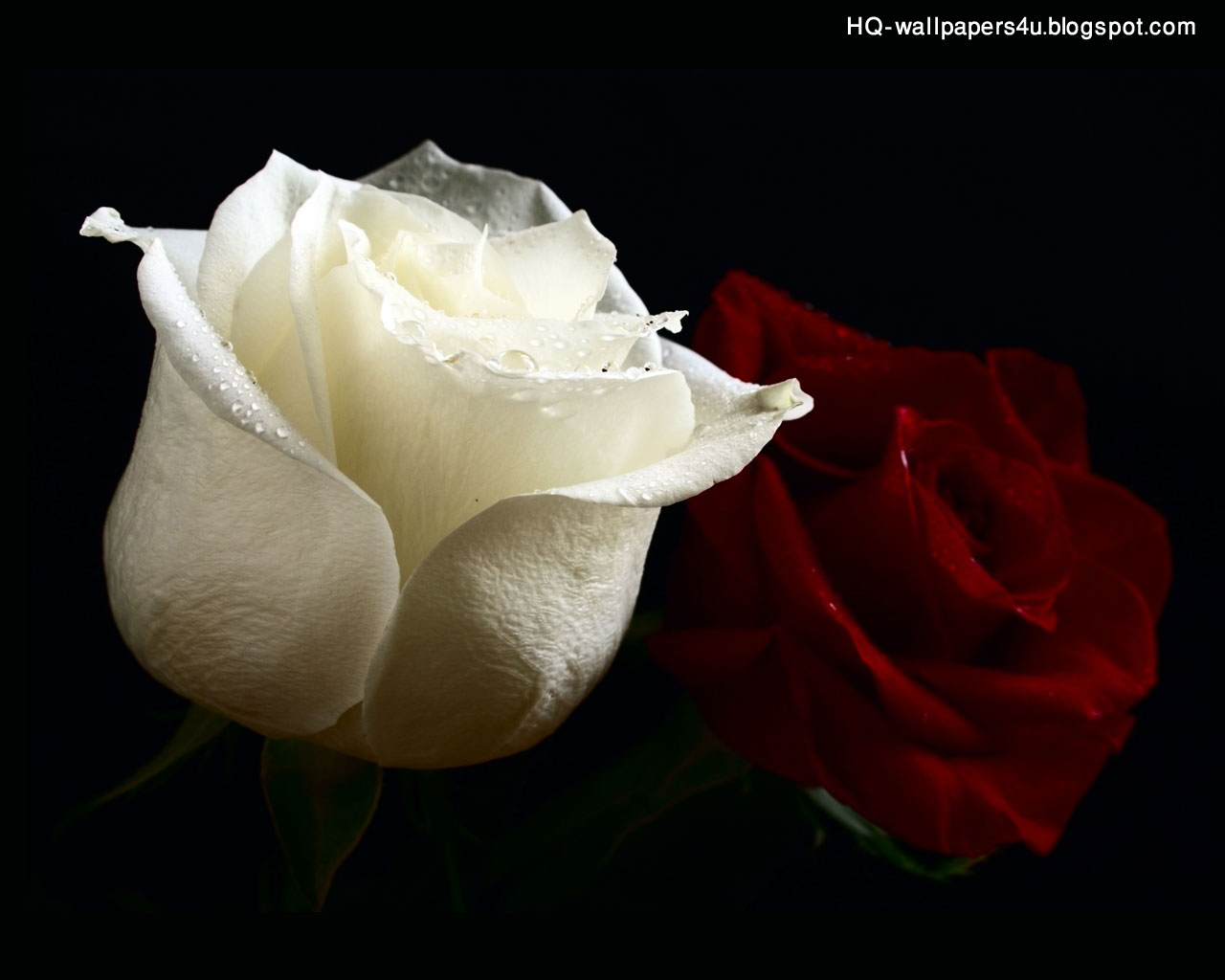 Photo Gallery | Free Premium Wallpapers |: Red & White Rose