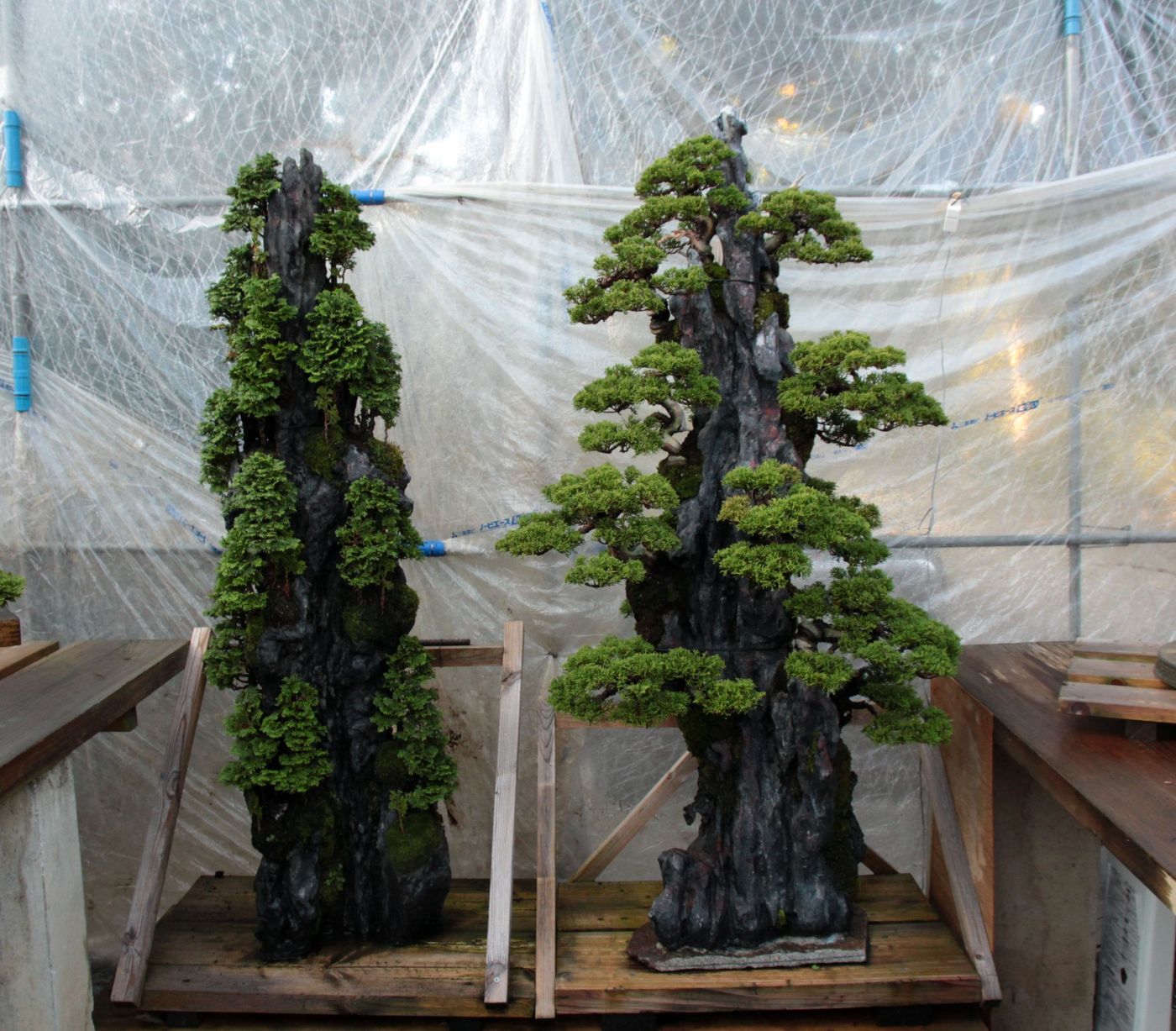 Bonsai Moravia Blog JAPAN 2017 16 MASAHIKO KIMURA