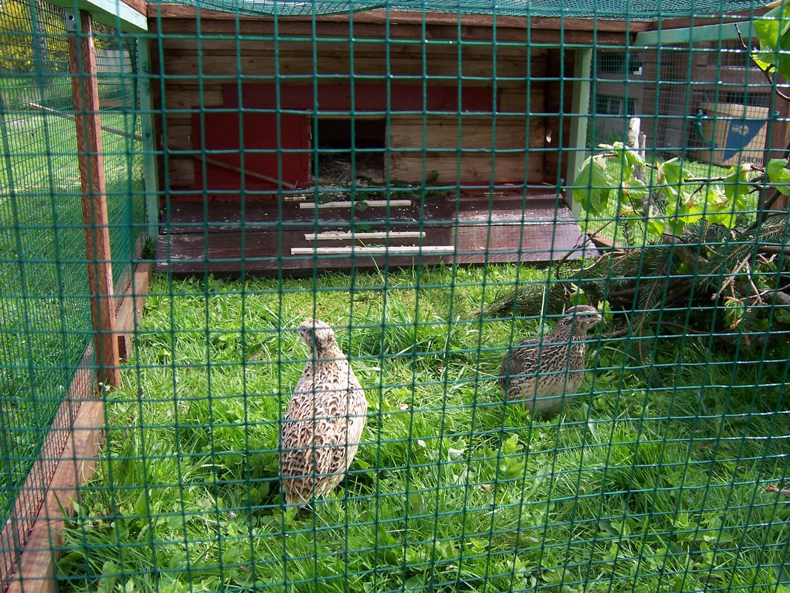 Landleben &amp; Literatur Wachtel Leben