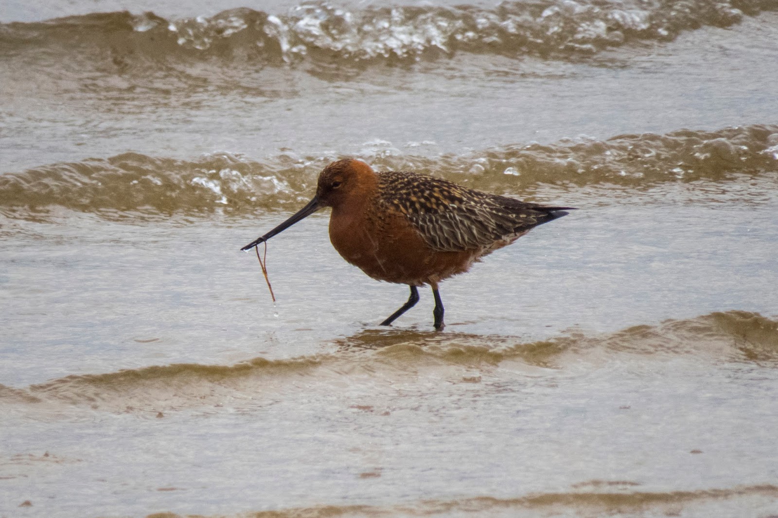 Tico Birder