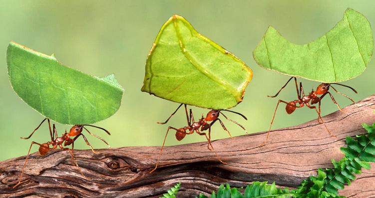 what humans can learn from ants what humans can learn from ants