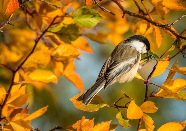 Pájaro Carbonero (Foto: Óscar Jiménez)