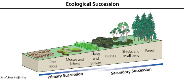 primary succession lichens