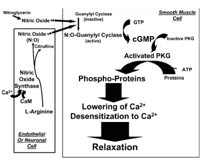My dog is broken case study pdf picture