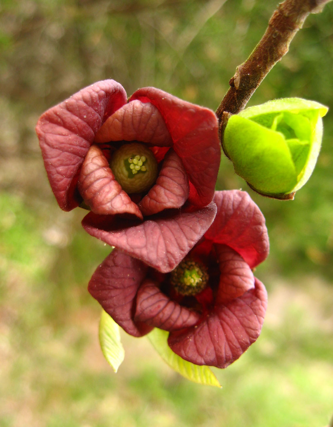 pawpaw flower pawpaw flower