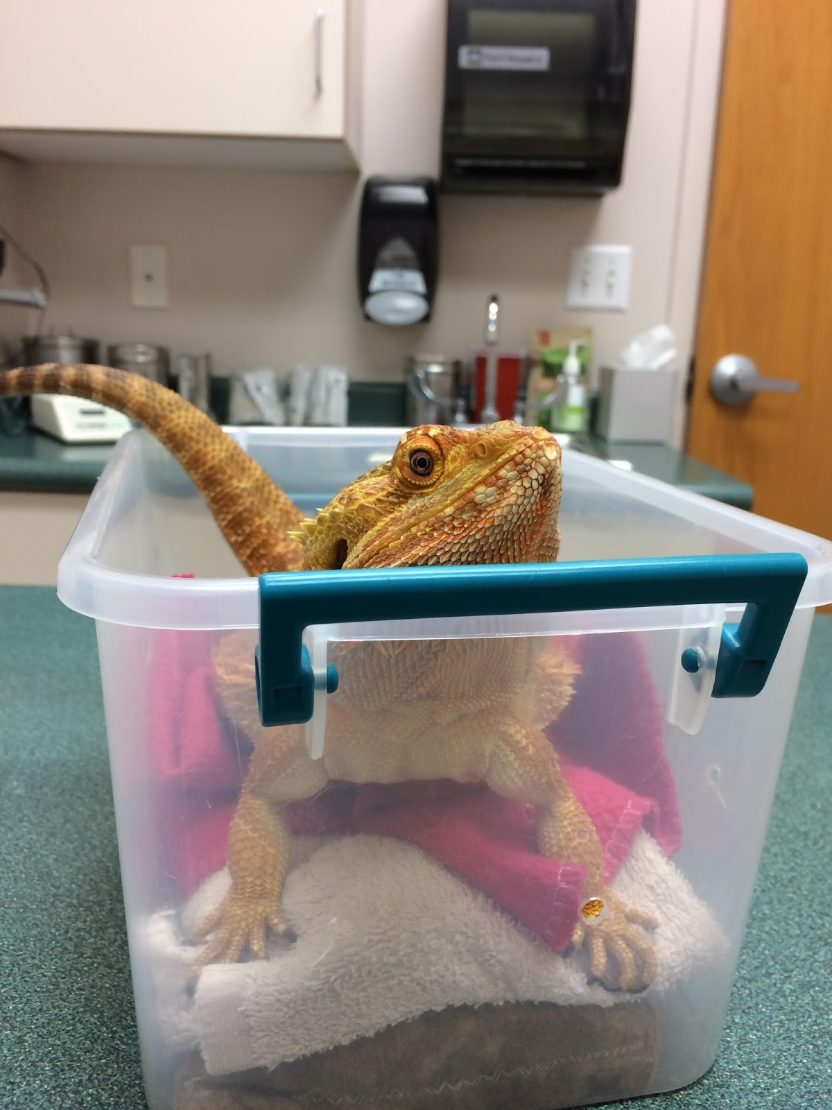 Sarah's Bearded Dragon Rescue Gen at the Vet