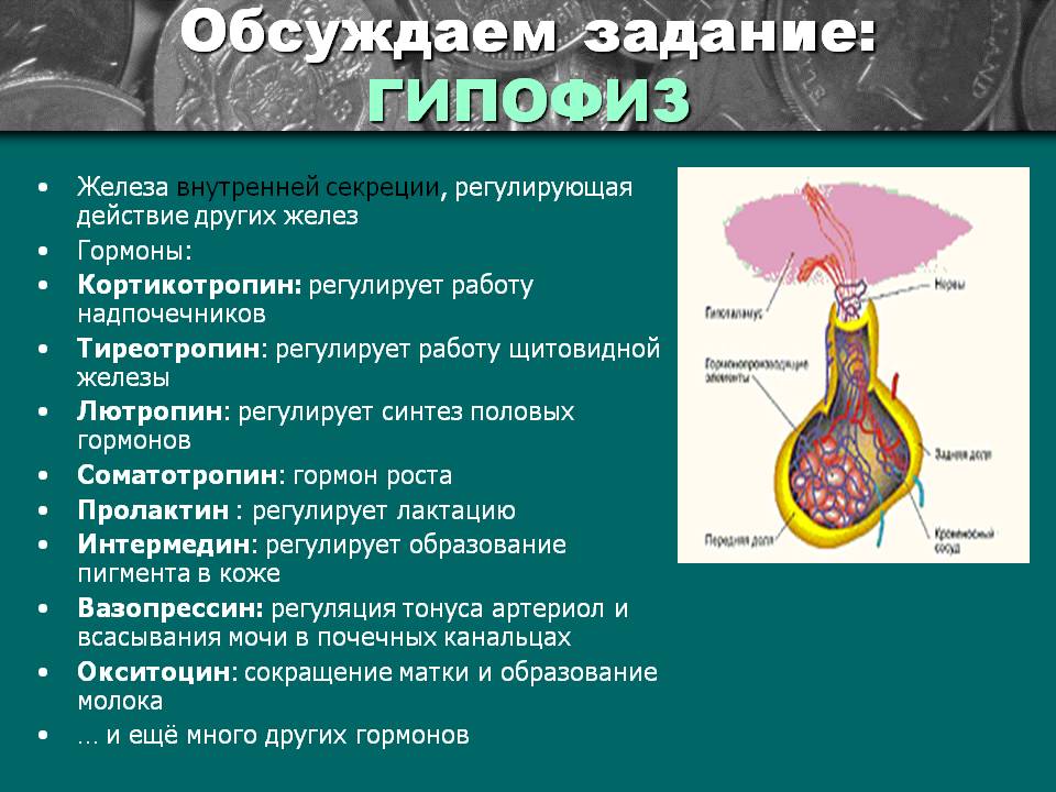 Железа выделяющая соматотропин. Гипофиз регулирует деятельность других эндокринных желез. Гормоны регулирующие деятельность гипофиза. Гормоны регулирующие функции гипофиза. Деятельность половых желез регулирует гормон гипофиза.
