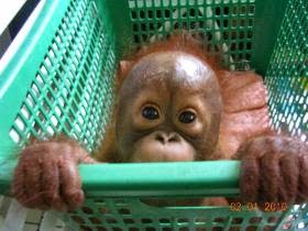 http://www.awin1.com/cread.php?awinmid=2080&awinaffid=75466&clickref=savestampsblog17-9-orangutanconservationholidayborneo&p=http%3A%2F%2Fwww.responsibletravel.com%2Fholiday%2F6517%2Forangutan-conservation-holiday-in-borneo
