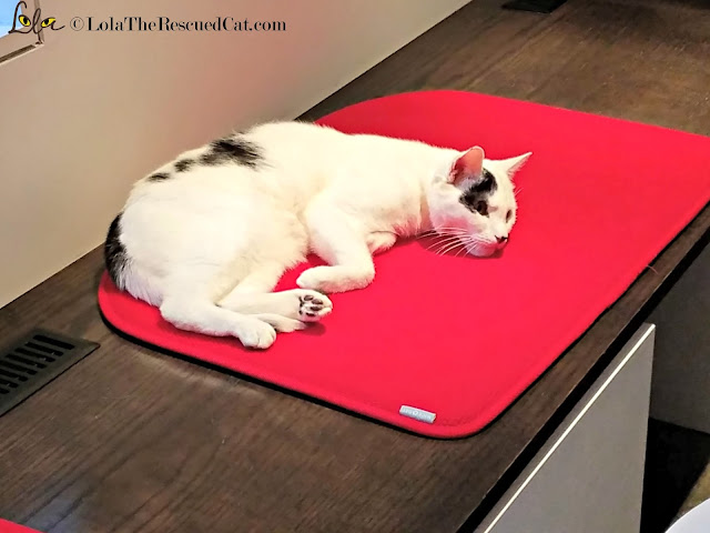 Koneko Cat Cafe|BlogPurr|Merck|CWA