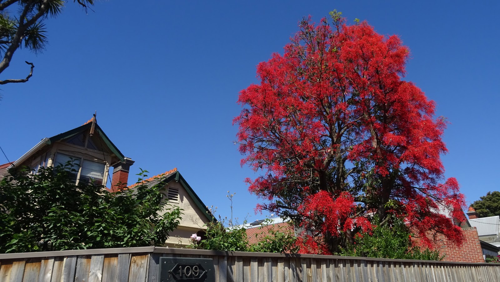MAP MELBOURNE STREET TREES 179 ILLAWARRA FLAME TREE