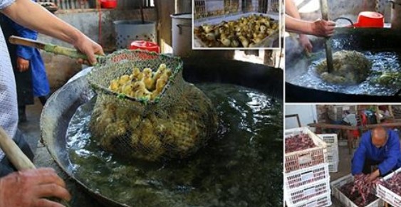 Di China Ribuan Anak Itik Digoreng Hidup-hidup. Parahnya Tidak Untuk Dimakan Orang, Tapi.. Di China Ribuan Anak Itik Digoreng Hidup-hidup. Parahnya Tidak Untuk Dimakan Orang, Tapi..