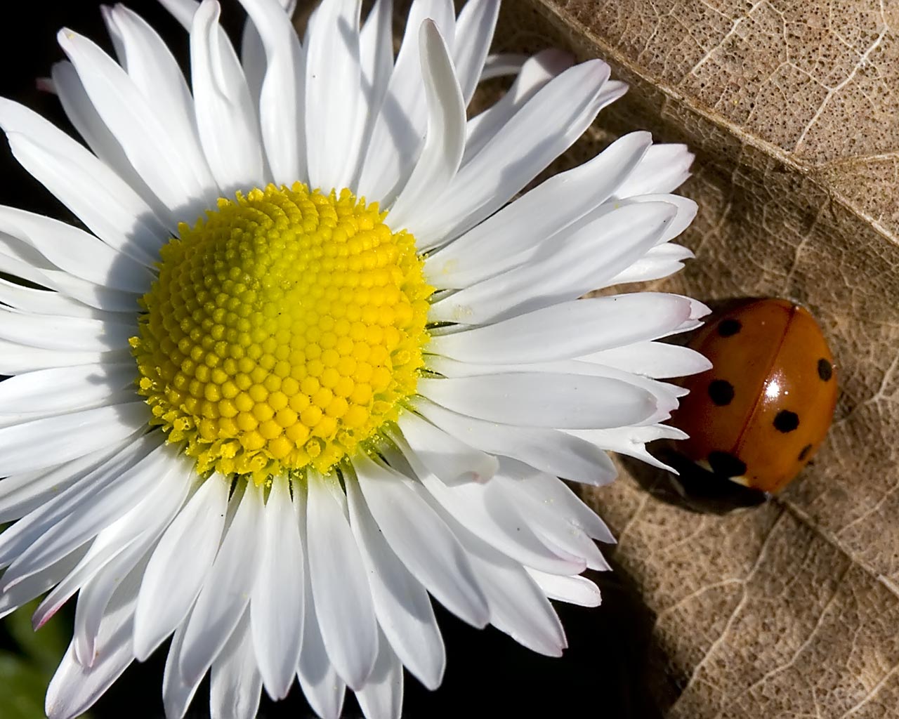 My Background Blog: daisy wallpaper