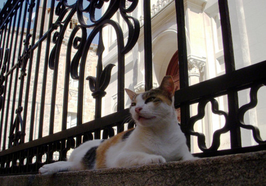 Cat outside a Church in Dubrovnik