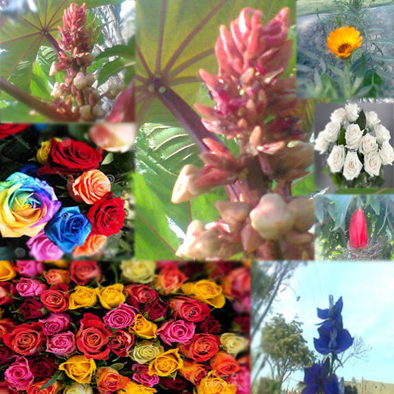 Why Plants Show Different Colors