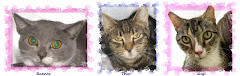 12/20/11'Bonnie, Thor & Gigi were pulled from the shelter now in foster CLIC PIC Please.