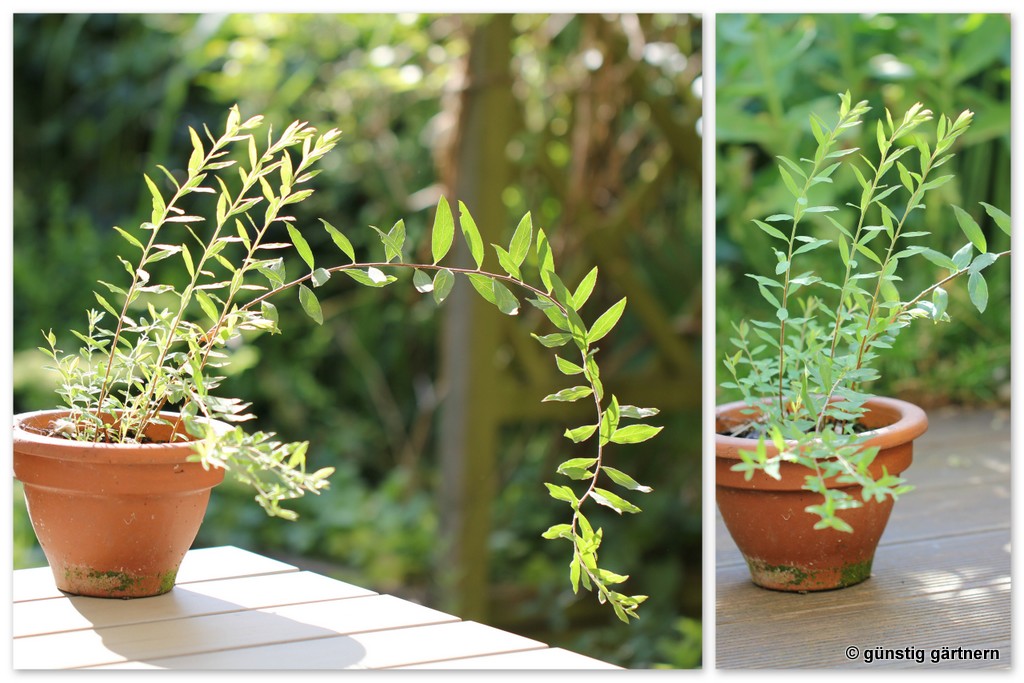 Günstig gärtnern: August 2013