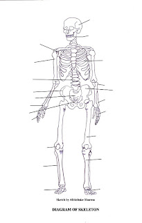 High School Anatomy: Skeletal System