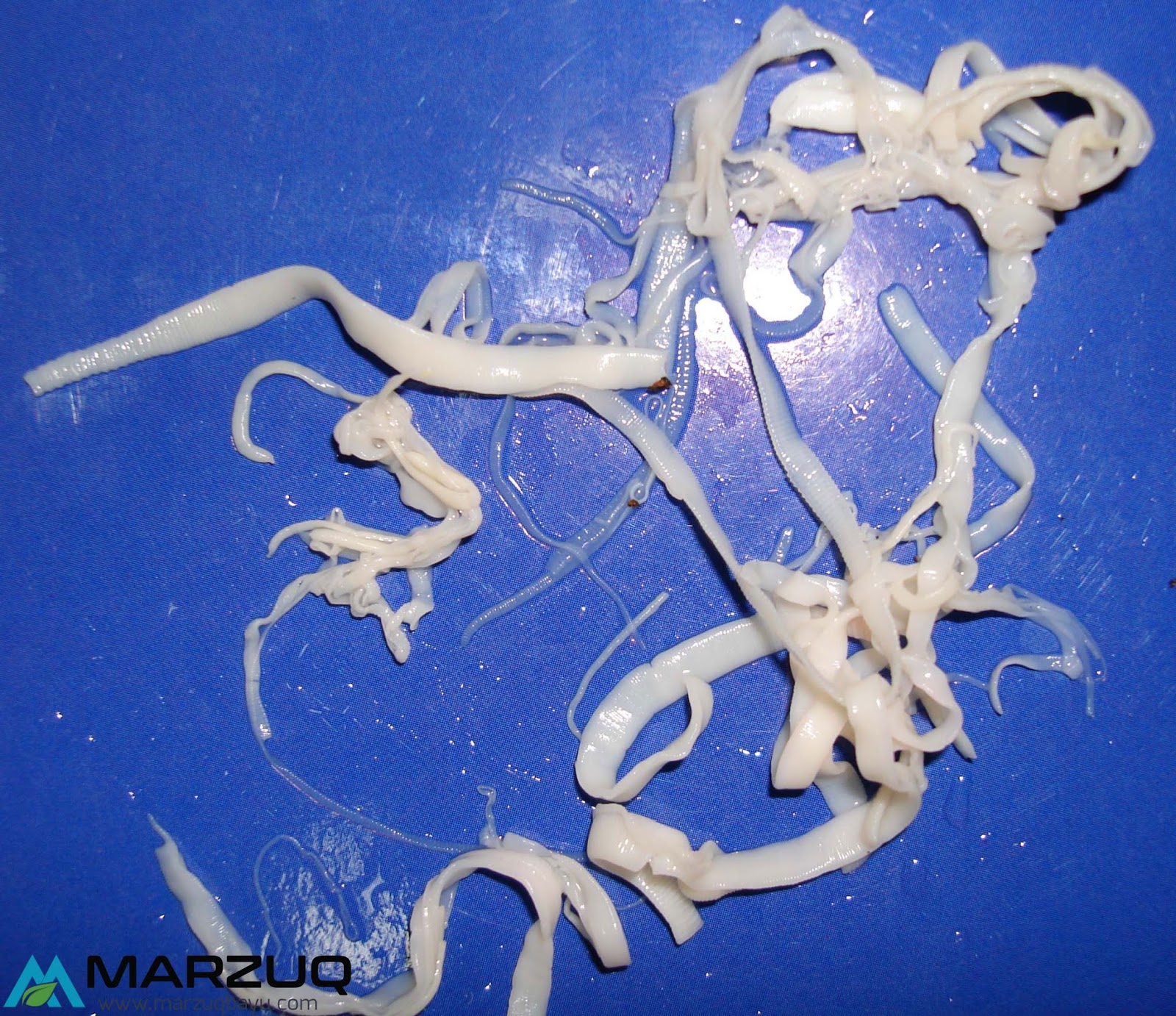 Penyakit Ayam : Tapeworm Infections (Cacing Pita) - PENYAKIT AYAM DI