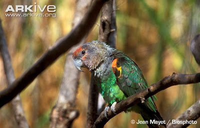 Brown necked parrot