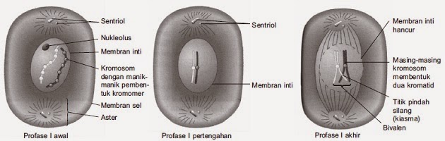 http://www.materisma.com/2014/10/penjelasan-pembelahan-meiosis.html