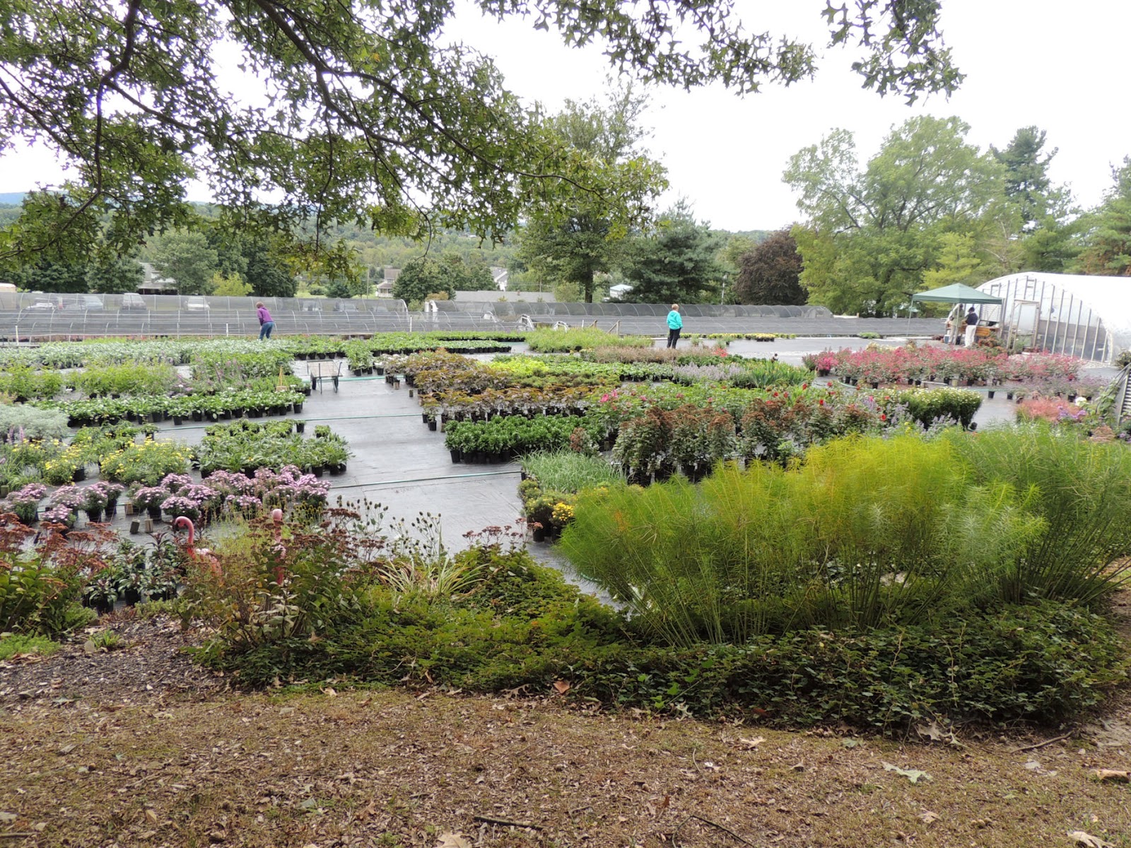 Foulkeways and Beyond II September 2013