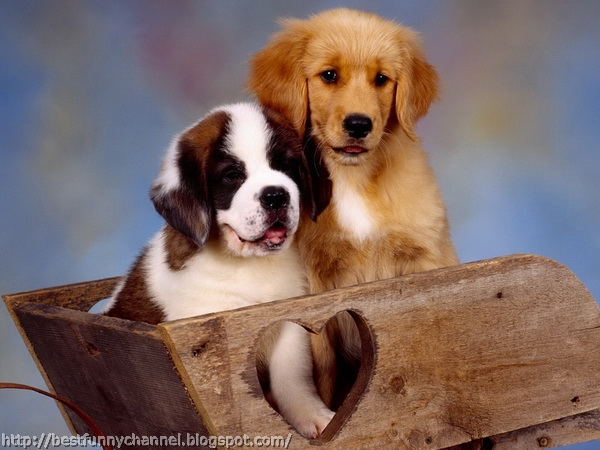 pictures of cute puppies 10