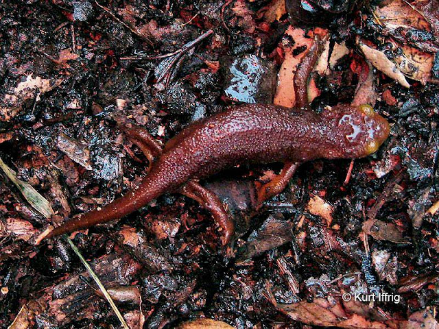 The rain seems to bring out California Newts, common to these mountains.