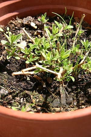 Calibrachoa Austrieb im Frühjahr 2015