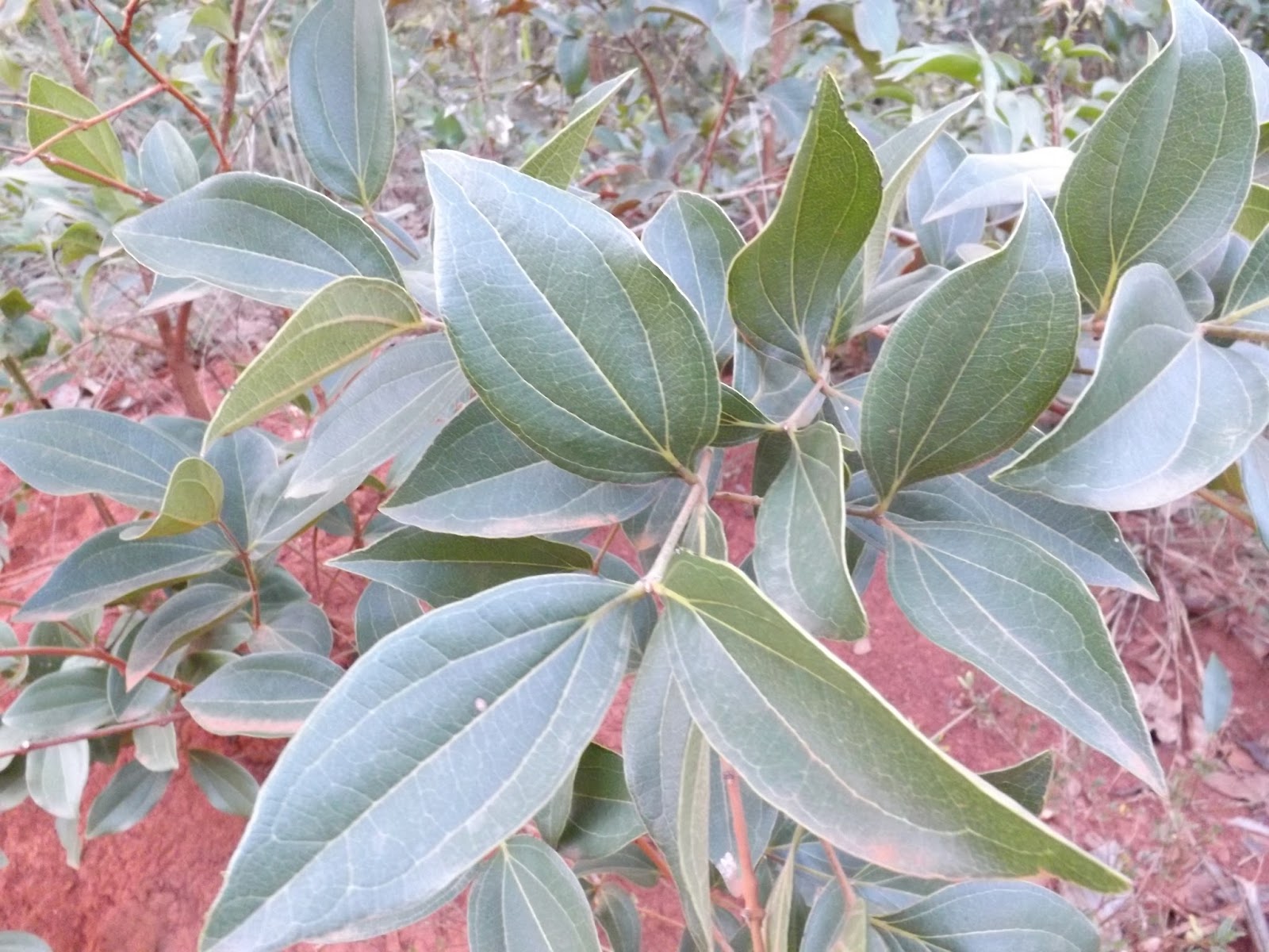 Plantas que curam Quinadocampo