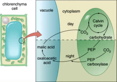 plasma amino acids essay plasma amino acids essay