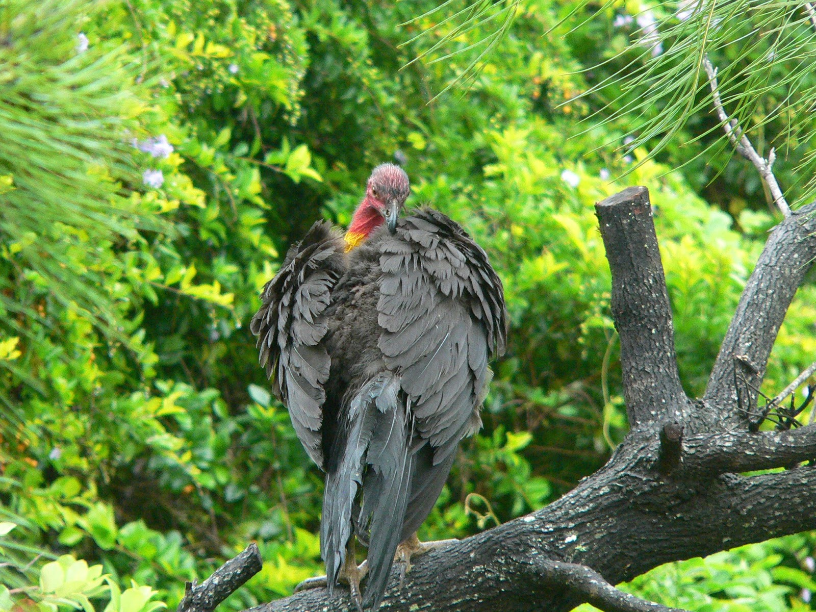 All About Animal Wildlife Australian Brush Turkey Facts and ImagesPhotos