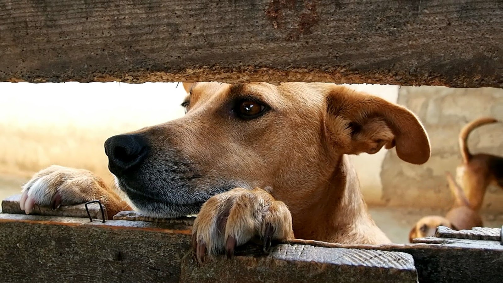 SI MA BÔ Cape Verde