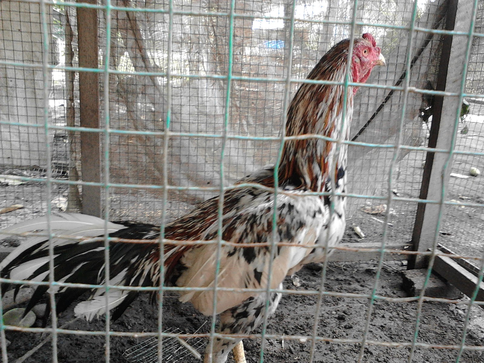 Ayam blorok madu unik/Ayam aduan Riau
