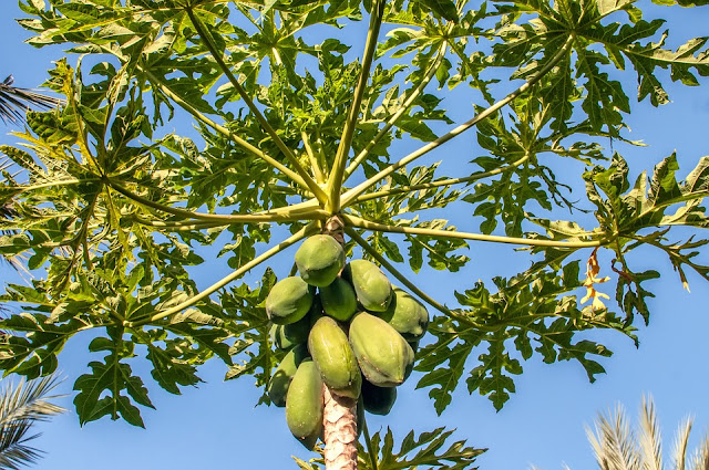 pawpaw-tree