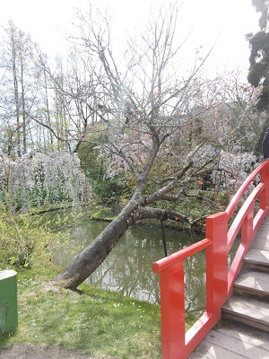 Jardin japonais, Toulouse, malooka