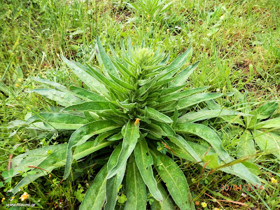 Βοιδόγλωσσα-Echium italicum