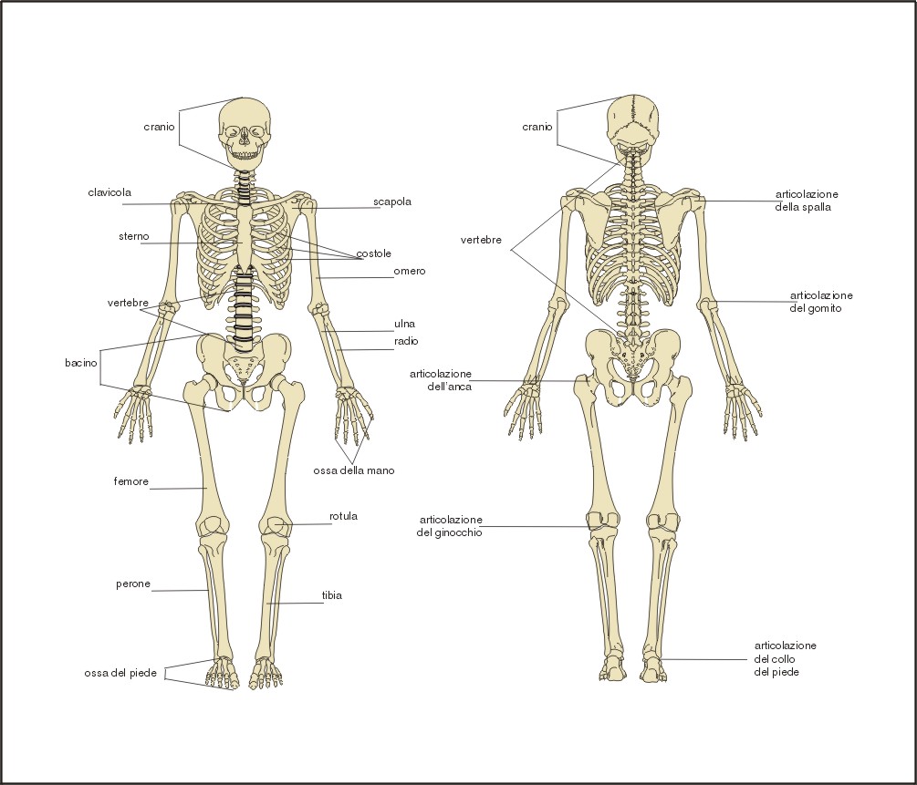Andrea Testa Massoterapista Personal Trainer LE